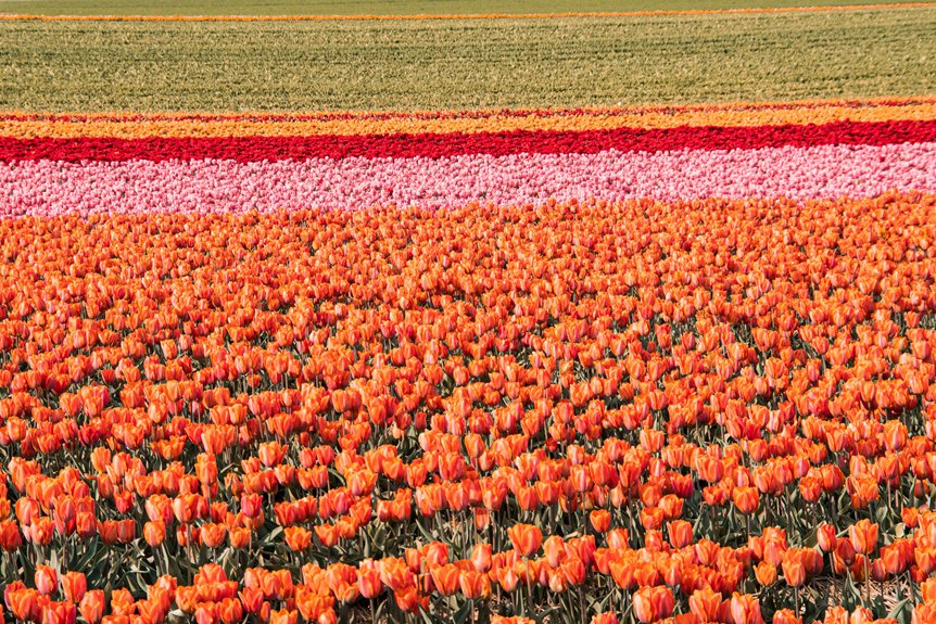 how to photograph the tulip fields in the Netherlands